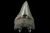 Serrated, Fossil Megalodon Tooth - Lower Tooth #145416-2